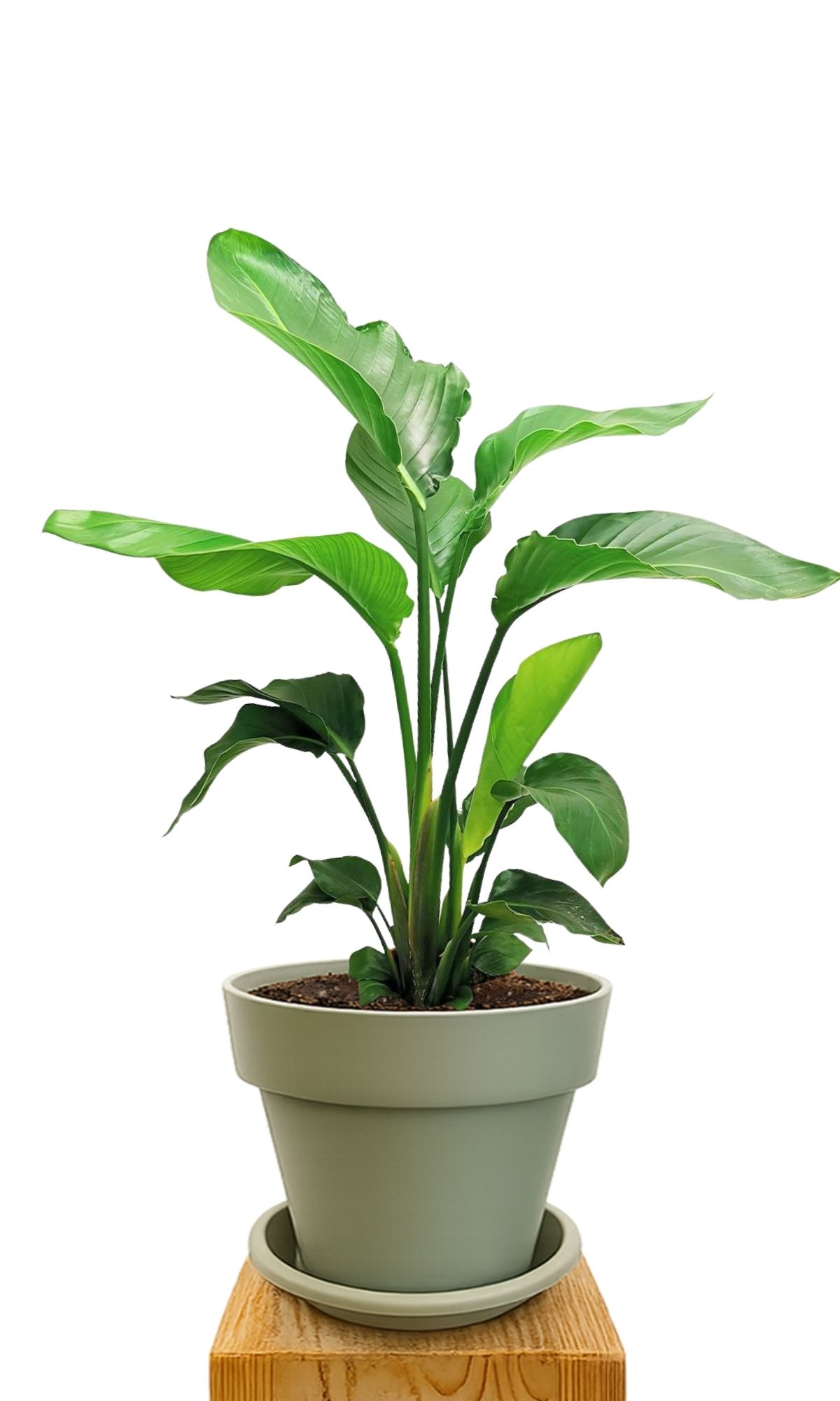Kit de plantation 30 Vert